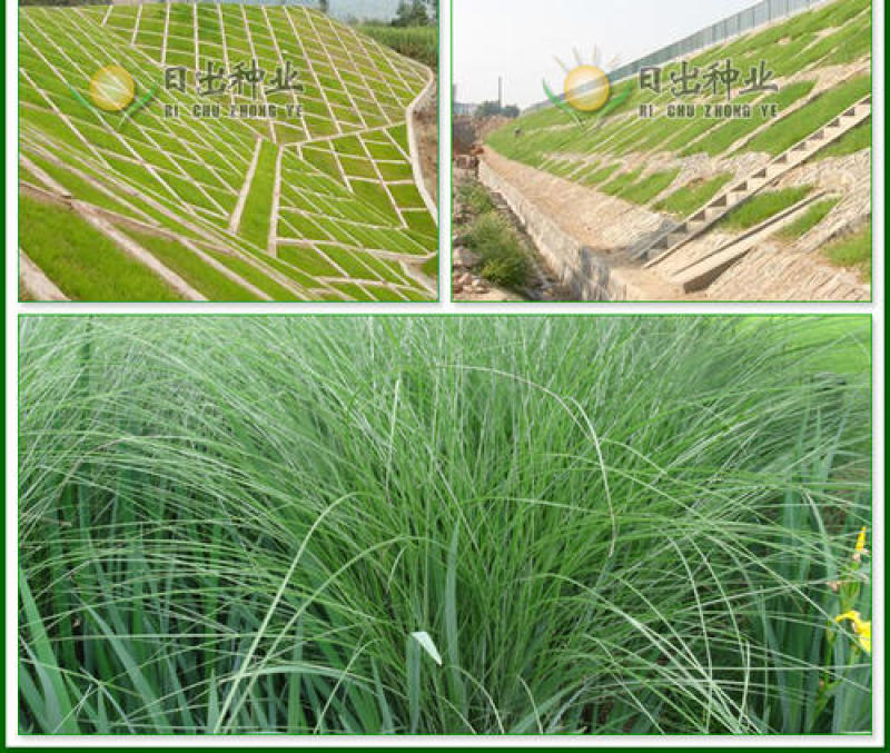 优质草坪种子弯叶画眉草种子护坡草坪耐寒耐旱性很强耐炎