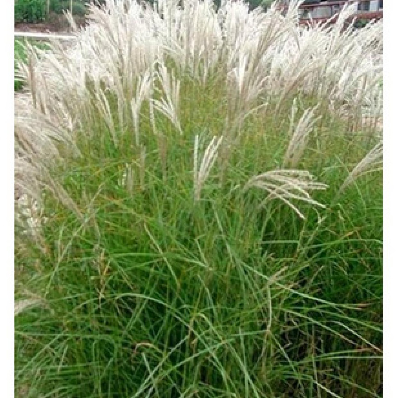 牧草野芒草种子四季种南方北方种植野草植物易种草籽护坡草