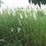牧草野芒草种子四季种南方北方种植野草植物易种草籽护坡草