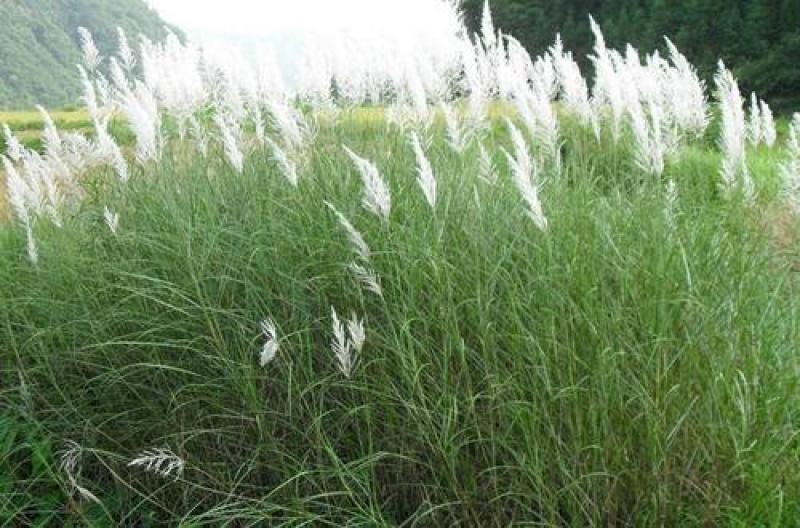 牧草野芒草种子四季种南方北方种植野草植物易种草籽护坡草