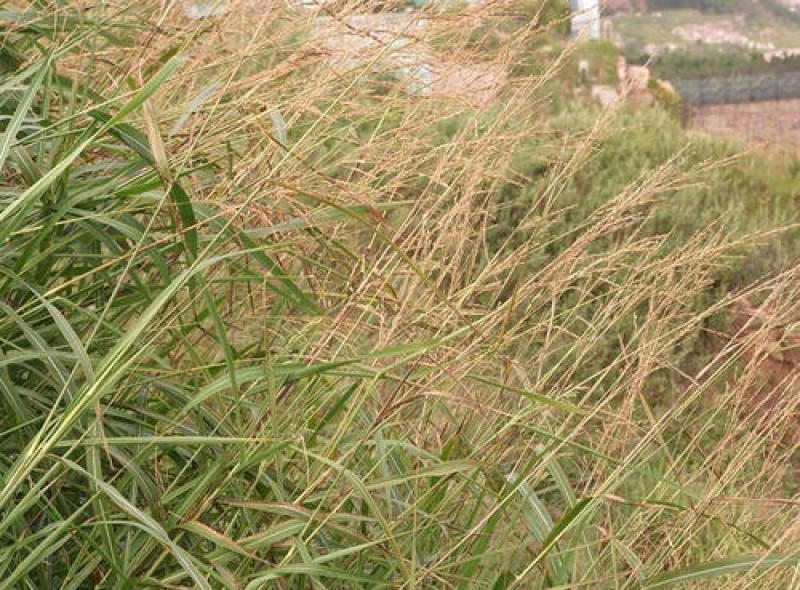 牧草野芒草种子四季种南方北方种植野草植物易种草籽护坡草