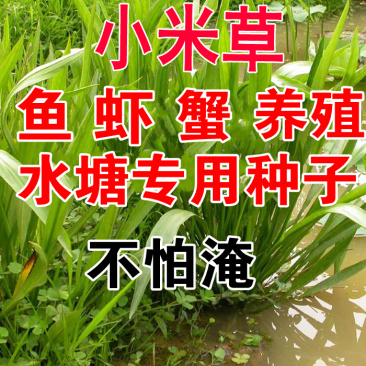 小米草种子牧草种子雀叶稗草高产水草鱼虾蟹牧草耐水