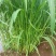 小米草种子牧草种子雀叶稗草高产水草鱼虾蟹牧草耐水