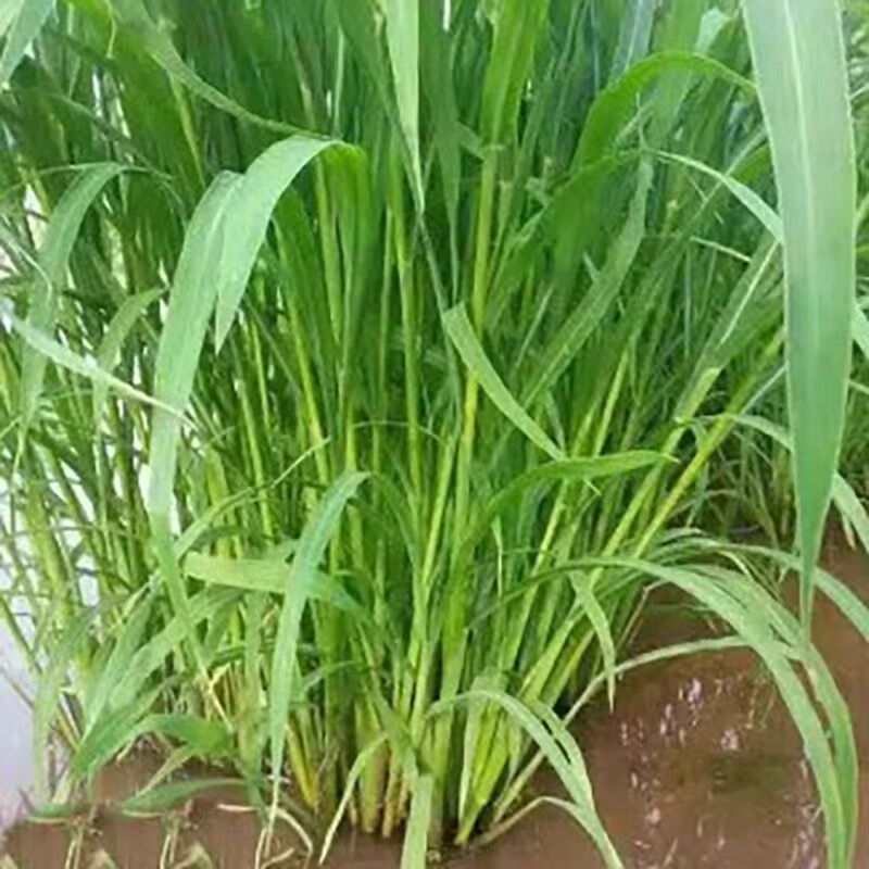 小米草种子牧草种子雀叶稗草高产水草鱼虾蟹牧草耐水