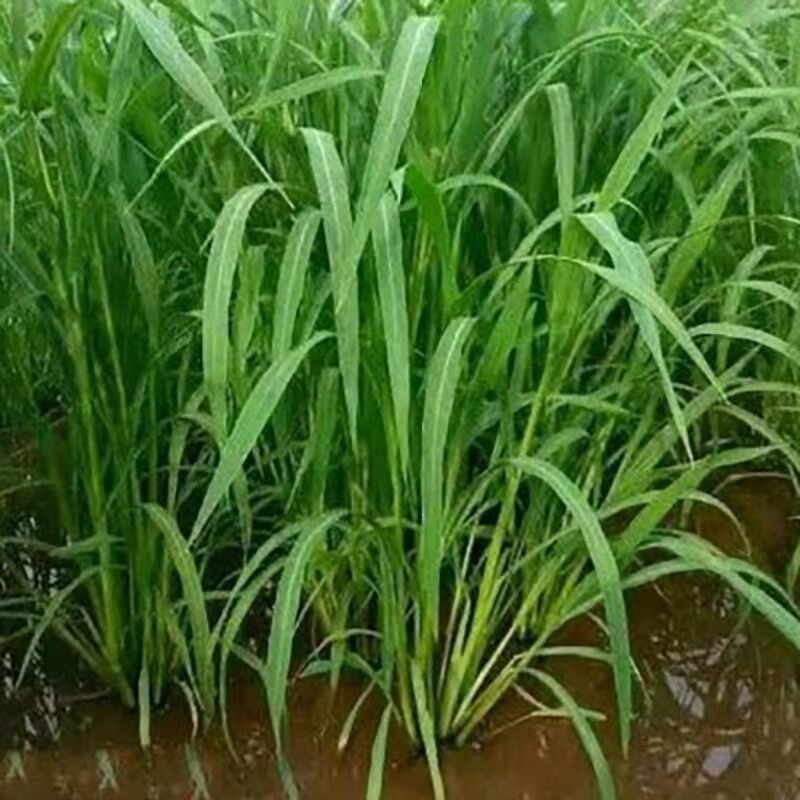 小米草种子牧草种子雀叶稗草高产水草鱼虾蟹牧草耐水