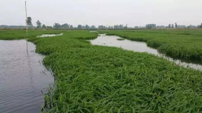 小米草种子牧草种子雀叶稗草高产水草鱼虾蟹牧草耐水
