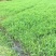 小米草种子牧草种子雀叶稗草高产水草鱼虾蟹牧草耐水