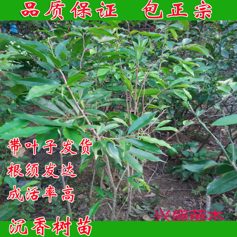 沉香树苗经济树木广西苗圃发货带叶子包正宗