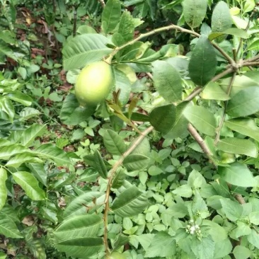 香水柠檬树苗嫁接苗带叶子发货包正宗广西苗圃发货