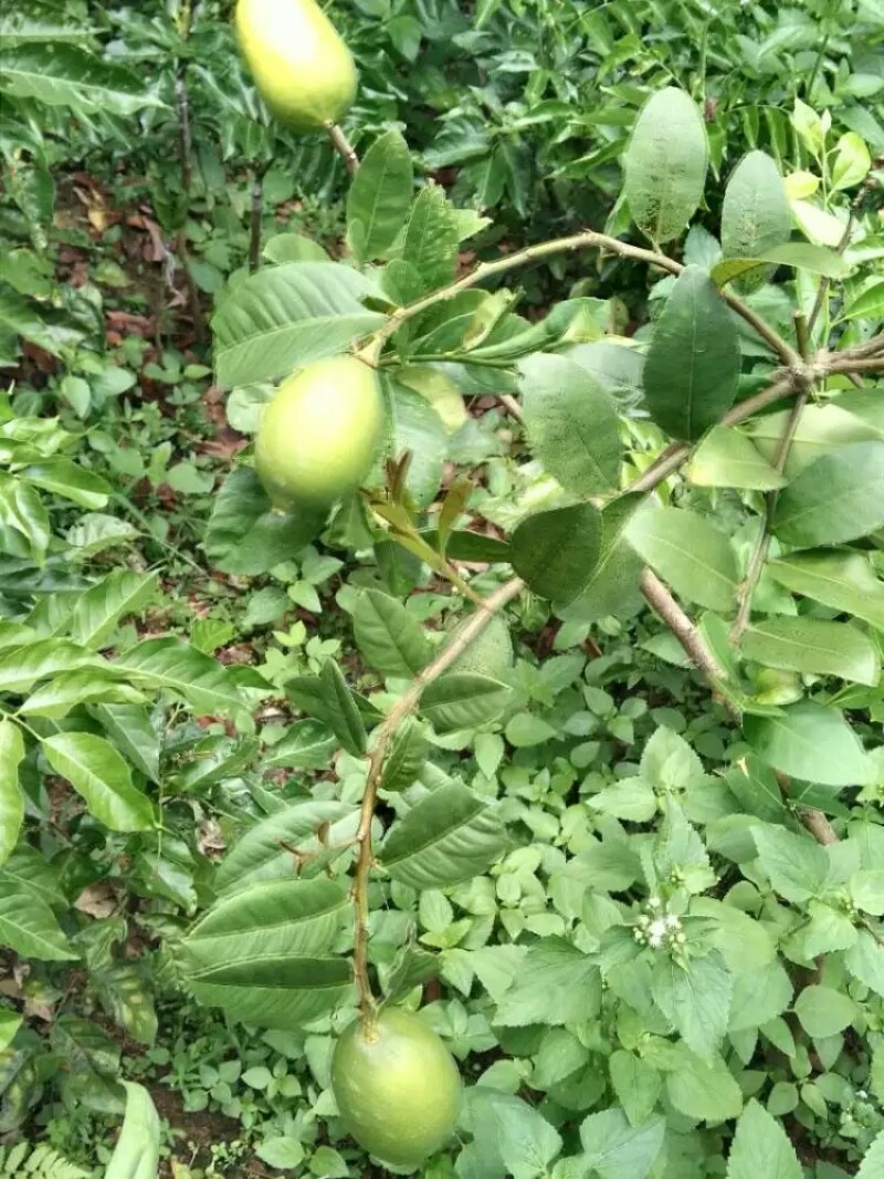 香水柠檬树苗嫁接苗带叶子发货包正宗广西苗圃发货