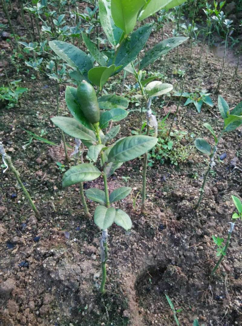 香水柠檬树苗嫁接苗带叶子发货包正宗广西苗圃发货
