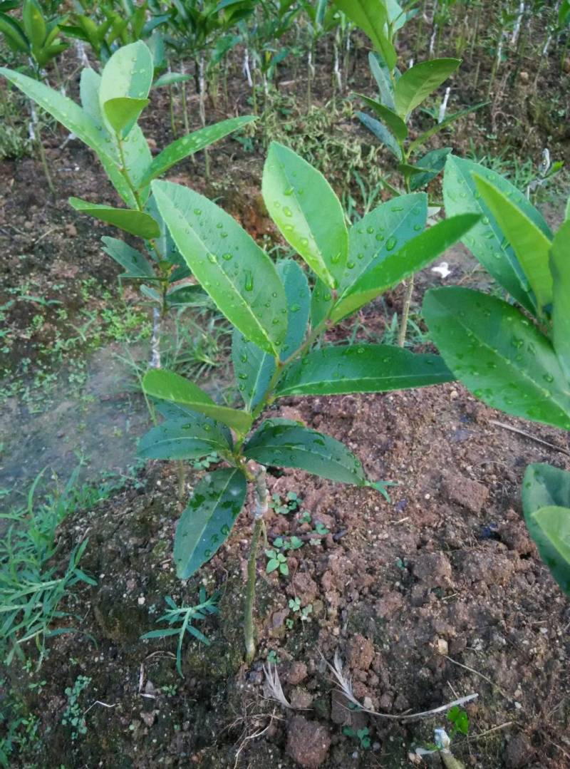 香水柠檬树苗嫁接苗带叶子发货包正宗广西苗圃发货