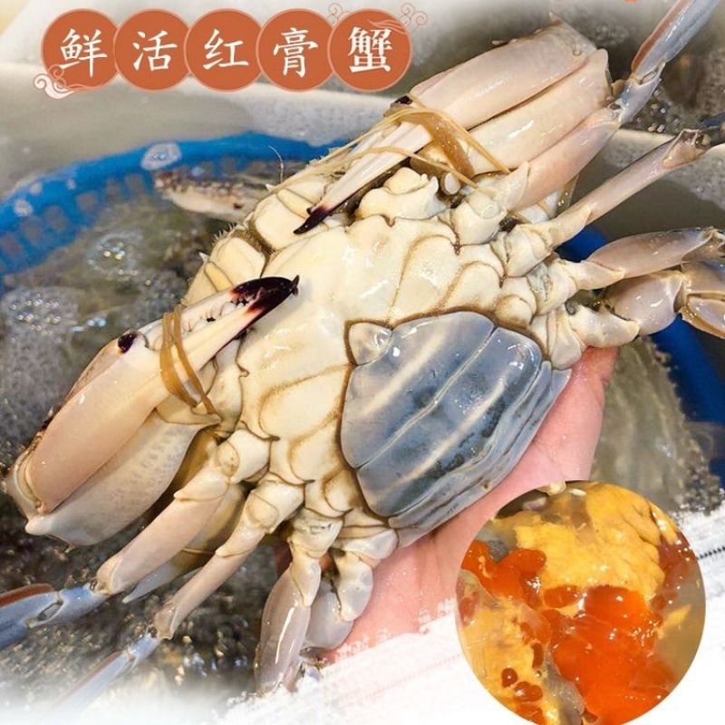 【一件代发】包邮海捕新鲜鲜活梭子蟹螃蟹母蟹