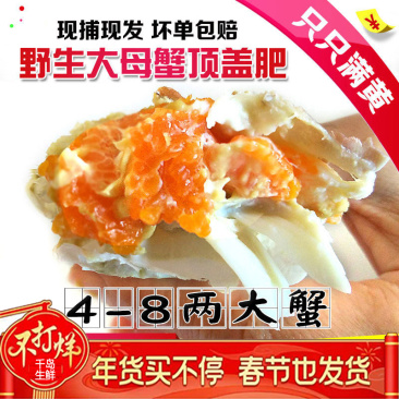 【一件代发】包邮海捕新鲜鲜活梭子蟹螃蟹母蟹