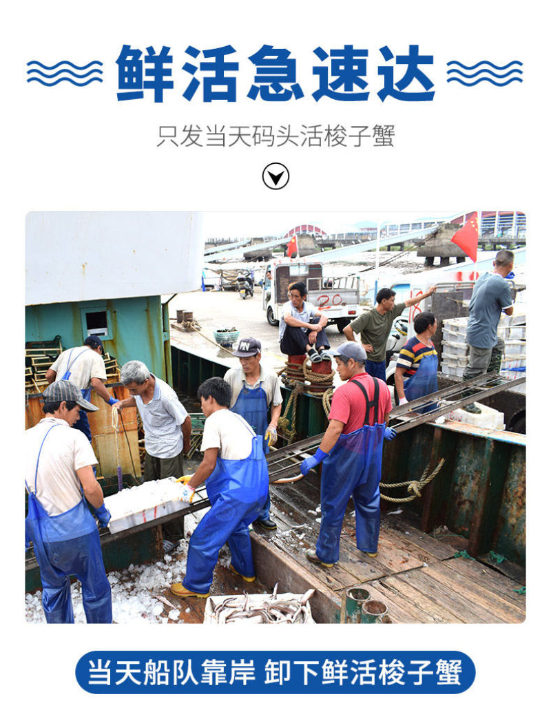 【一件代发】包邮海捕新鲜鲜活梭子蟹螃蟹母蟹