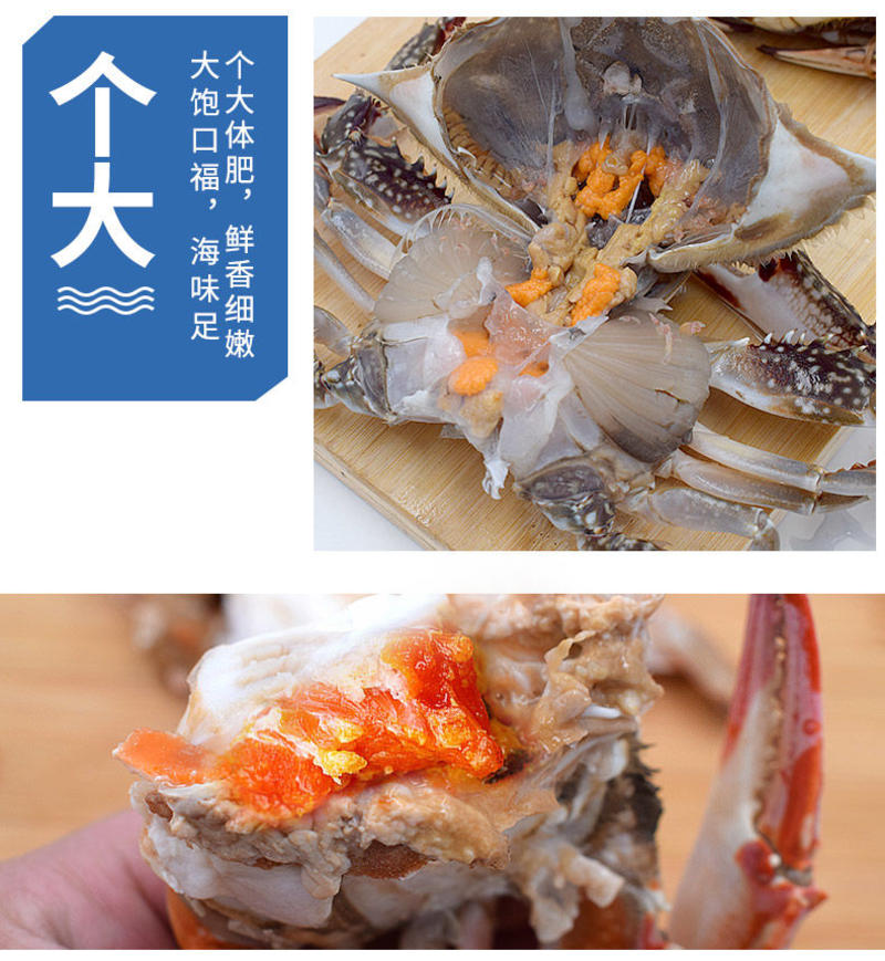 【一件代发】包邮海捕新鲜鲜活梭子蟹螃蟹母蟹