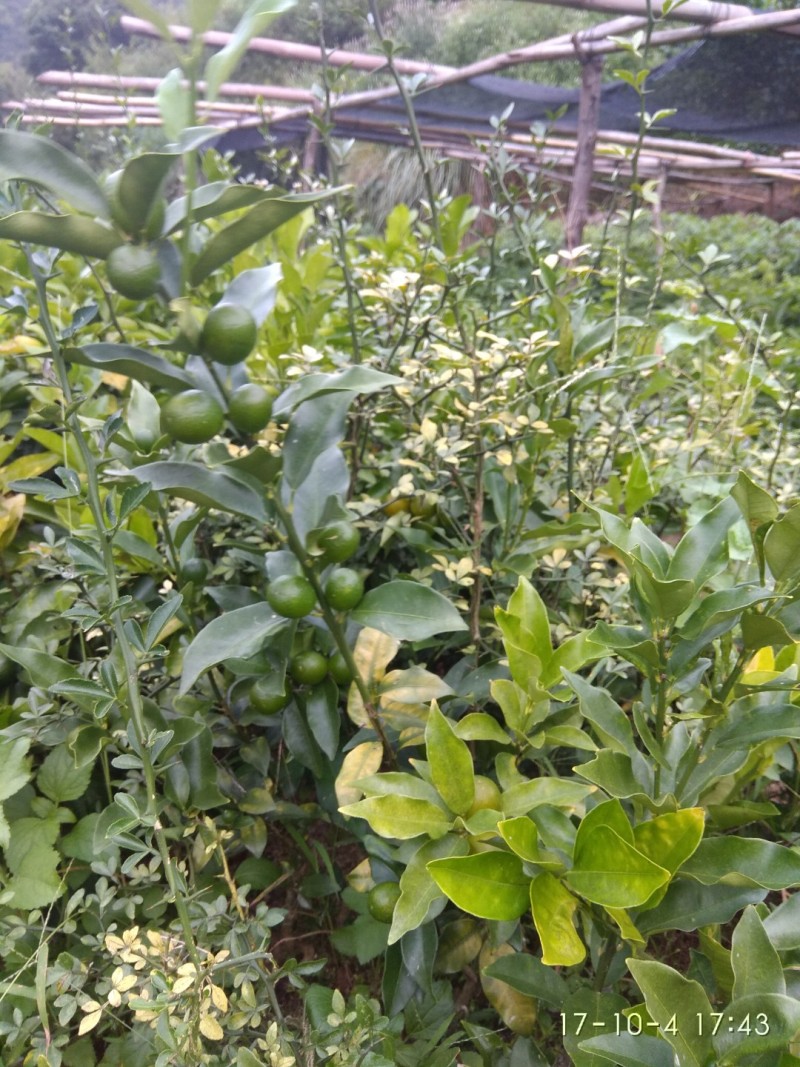 阳朔脆皮金桔嫁接苗包正宗广西苗圃发货带叶子发货