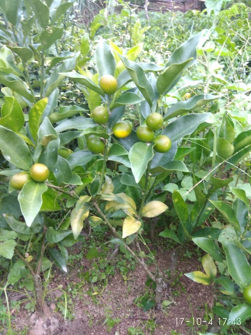 阳朔脆皮金桔嫁接苗包正宗广西苗圃发货带叶子发货