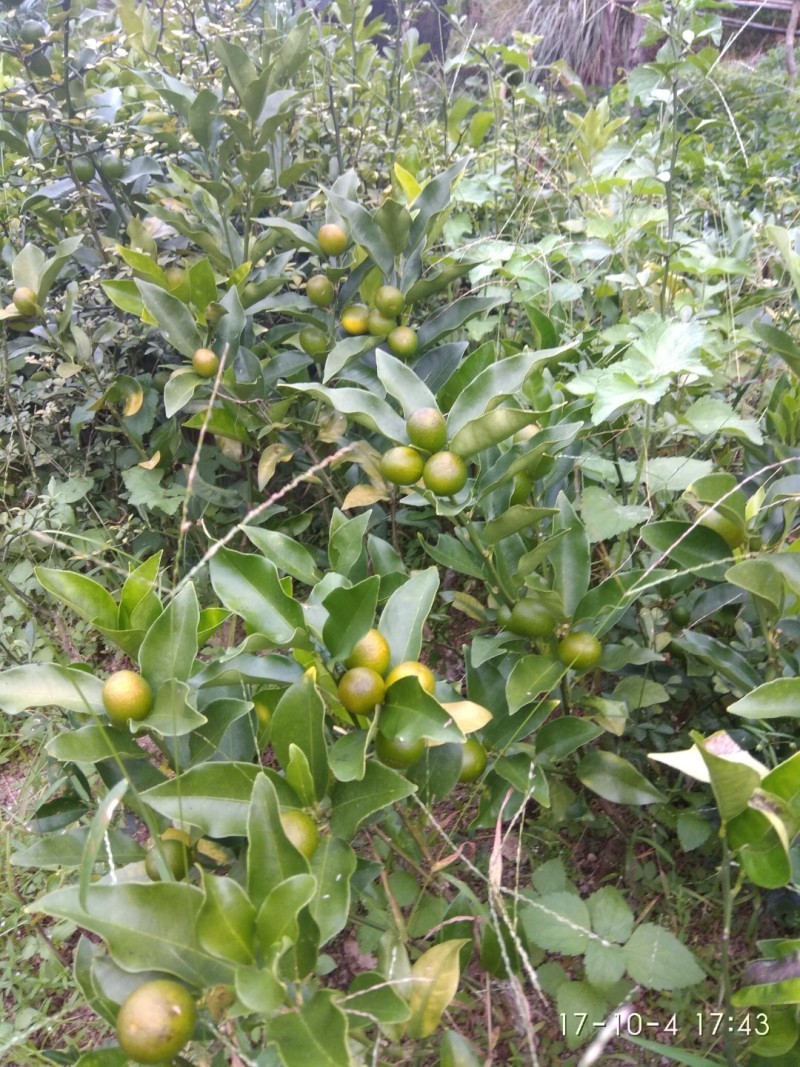 阳朔脆皮金桔嫁接苗包正宗广西苗圃发货带叶子发货