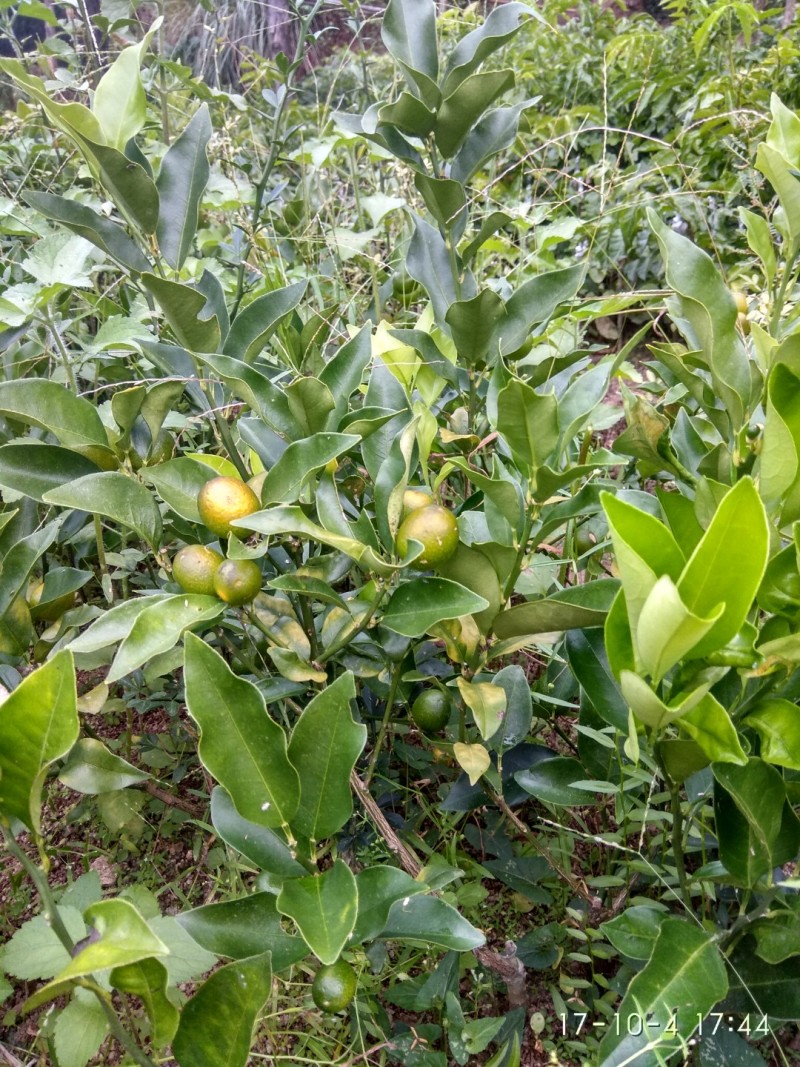 阳朔脆皮金桔嫁接苗包正宗广西苗圃发货带叶子发货