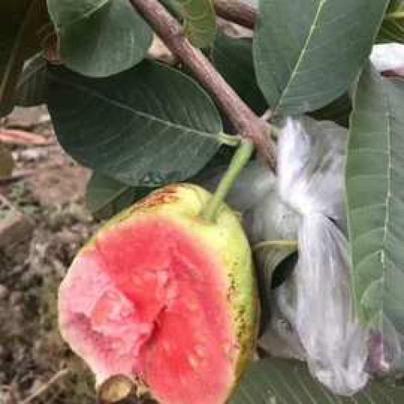 西瓜芭乐嫁接苗番石榴树苗带叶子发货包正宗