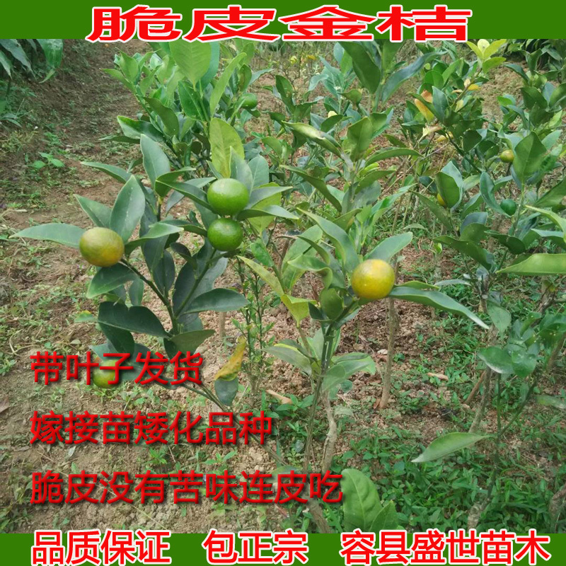 阳朔脆皮金桔嫁接苗包正宗广西苗圃发货带叶子发货