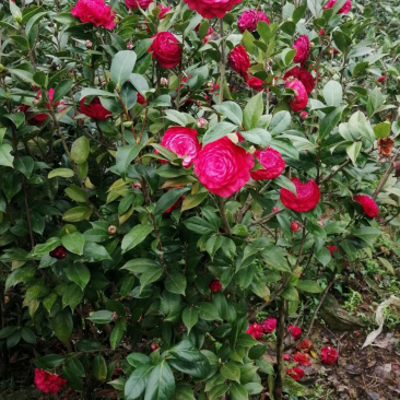 六角红茶花树苗红色茶花广西发货