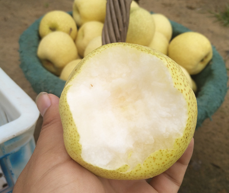 展示梨果表面自然形成的蜡质层,带有光泽感 梨果表面的油感蜡质层