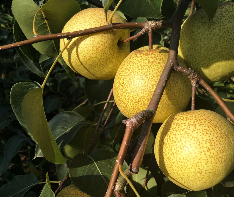 静海皇冠梨果园,果实饱满,阳光下的梨树呈现出金黄色光泽 静海皇冠梨果园