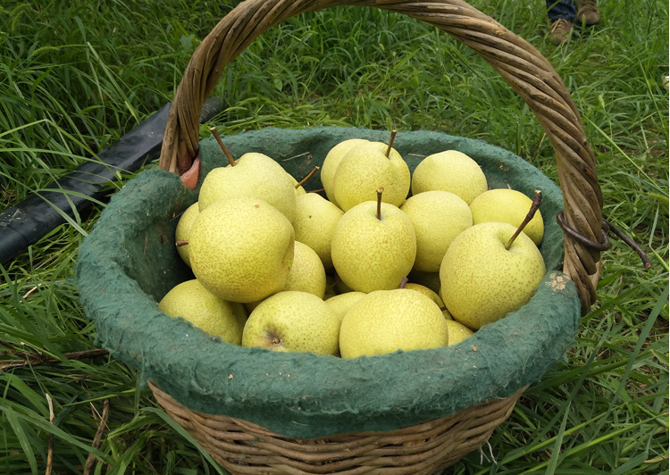 新鲜采摘的秋月梨