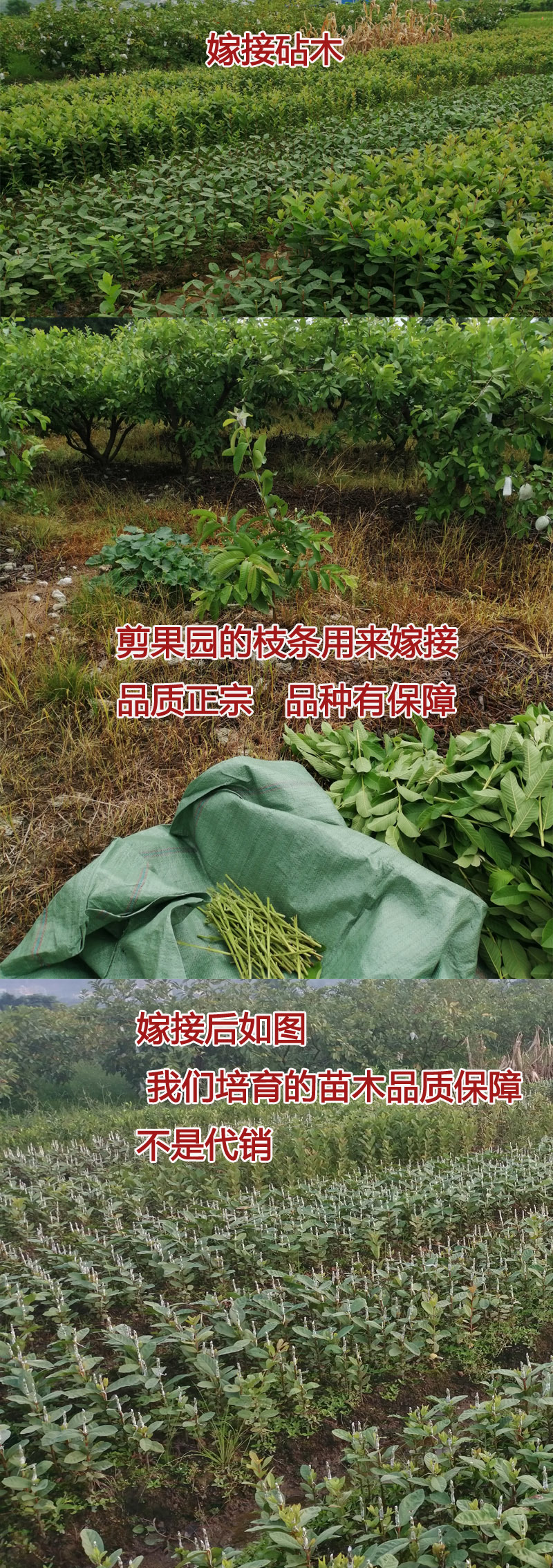 番石榴树苗珍珍番石榴树苗四季结果非常高产