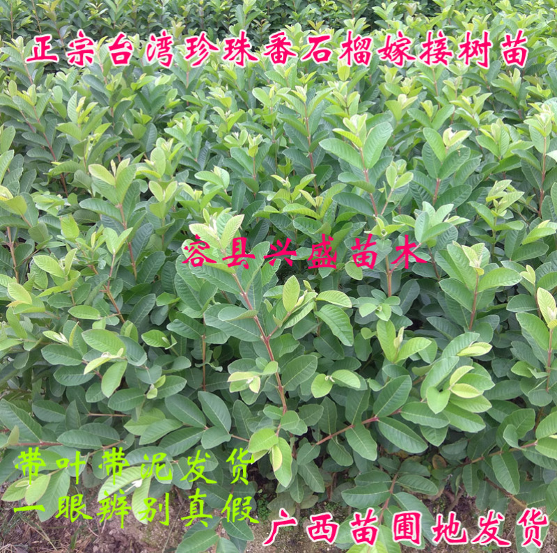 番石榴树苗珍珍番石榴树苗四季结果非常高产