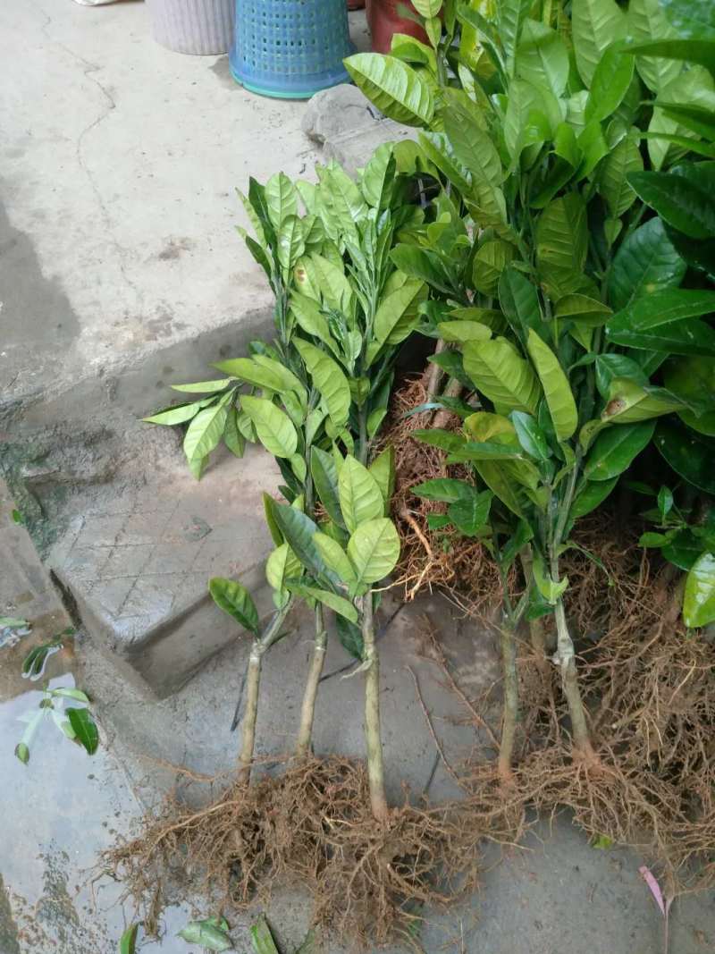化州橘红树苗嫁接苗正毛品种包正宗带叶子发货