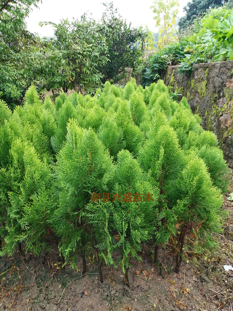 柏枝树苗绿化树苗扁柏庭院绿化树喜庆使用和肉桂一起使用百枝