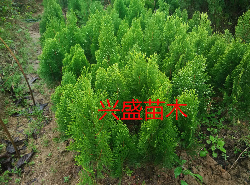 柏枝树苗绿化树苗扁柏庭院绿化树喜庆使用和肉桂一起使用百枝