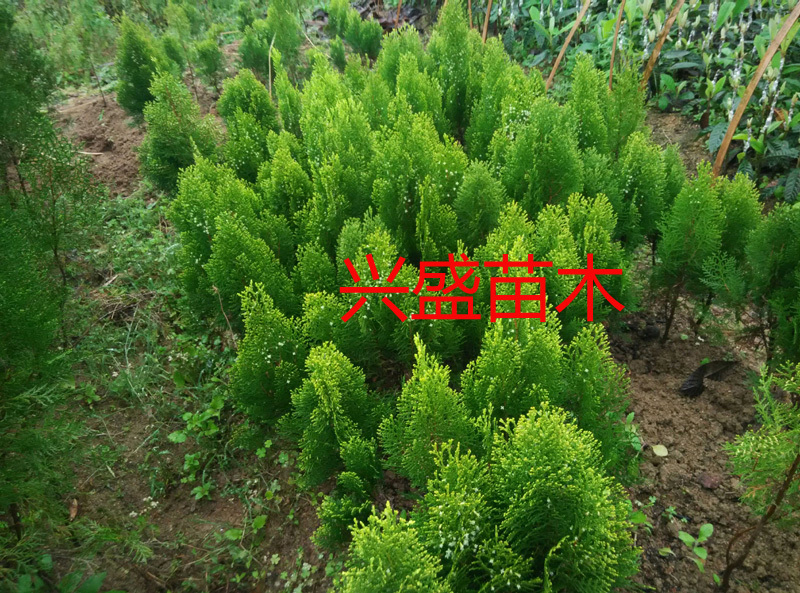 柏枝树苗绿化树苗扁柏庭院绿化树喜庆使用和肉桂一起使用百枝