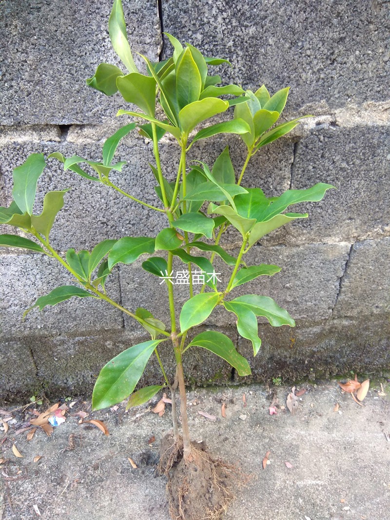 八角树苗广西八角树苗食用八角树大料茴香大红八角