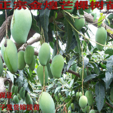 金煌芒果树苗嫁接苗包正宗带叶子发货