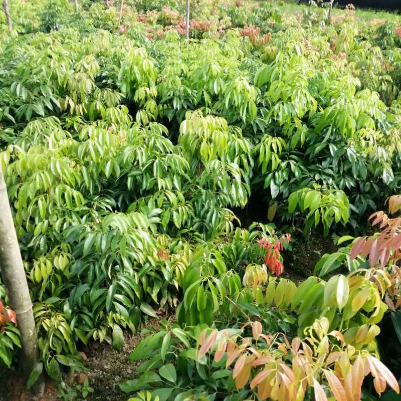 妃子笑荔枝嫁接树苗开花苗销售优质荔枝品种重点推广荔枝品种