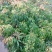 妃子笑荔枝嫁接树苗开花苗销售优质荔枝品种重点推广荔枝品种