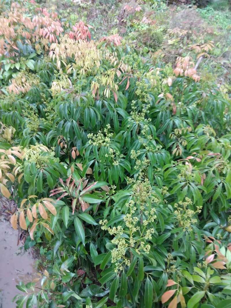 妃子笑荔枝嫁接树苗开花苗销售优质荔枝品种重点推广荔枝品种