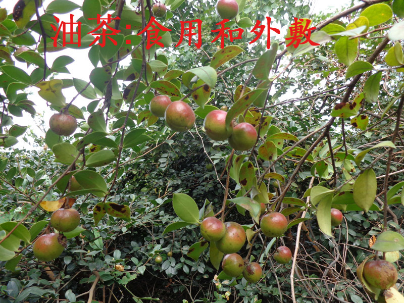 油茶树苗包正宗其茶油可食用外敷推广种植品种作用大