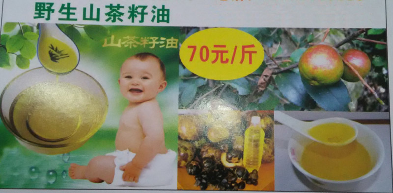 油茶树苗包正宗其茶油可食用外敷推广种植品种作用大