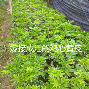 郁南无核黄皮嫁接苗无核果大肉厚果皮薄被评为优质水果