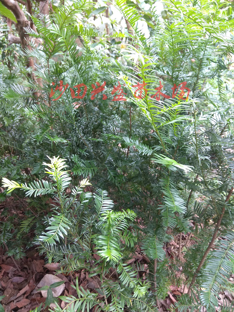 红豆杉树苗观赏盆栽带营养钵发货包正宗阳台盆栽带营养钵发货