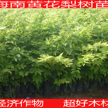 海南黄花梨树苗经济树木超好的花梨木超好木材推广种植