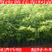 海南黄花梨树苗经济树木超好的花梨木超好木材推广种植