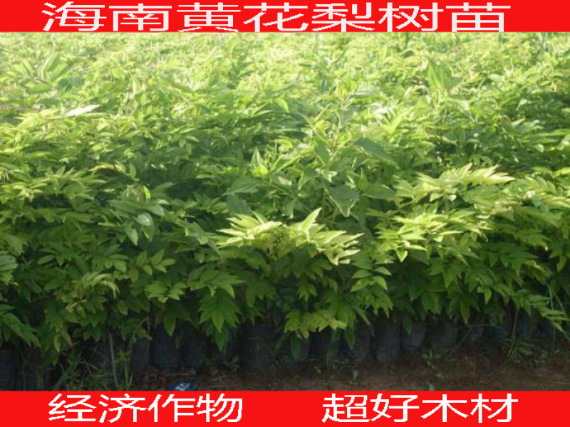 海南黄花梨树苗经济树木超好的花梨木超好木材推广种植