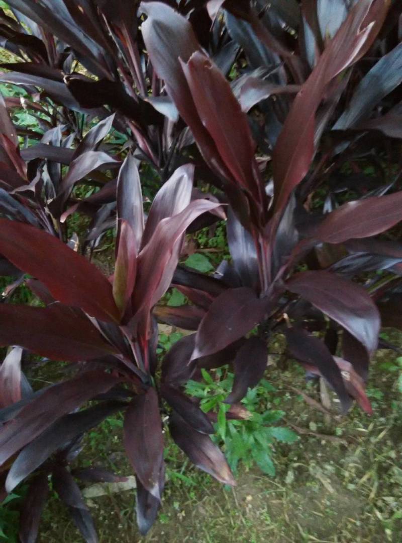 红叶朱蕉树苗观赏药用价值