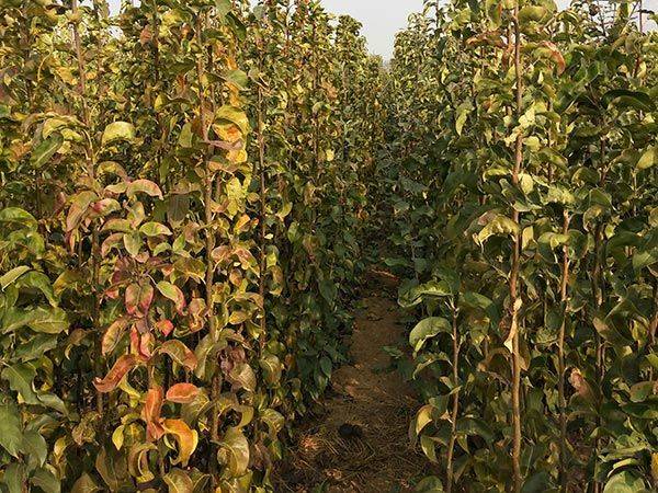 丑梨果园冬季修剪,技术人员正在对主干进行疏枝处理 丑梨果园冬季修剪